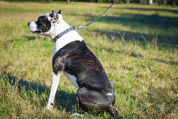 Pitbull black leather collar of classic design with traditional buckle for quality control