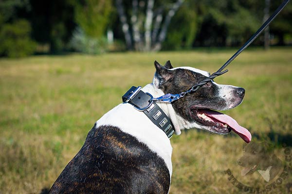 Pitbull black leather collar with non-corrosive hardware for daily activity