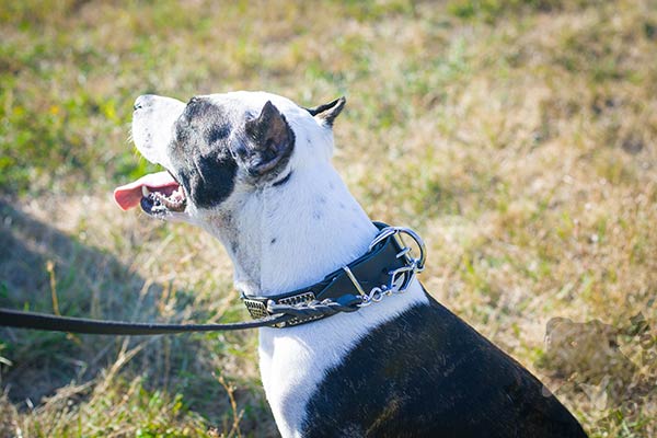 Pitbull black leather collar with non-corrosive fittings for improved control