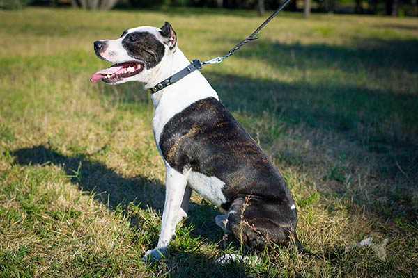 Pitbull black leather collar of high quality with traditional buckle for improved control