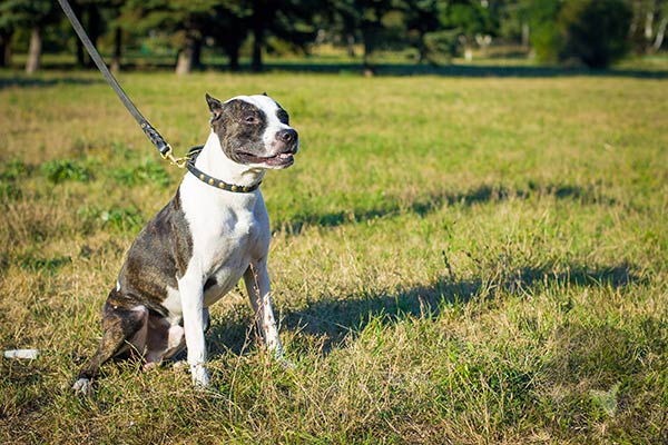 Pitbull black leather collar with duly riveted fittings for walking in style