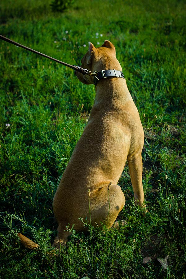 Pitbull brown leather collar of high quality with traditional buckle for daily walks