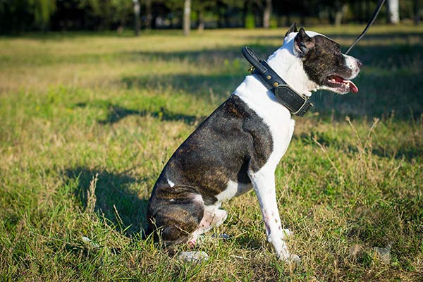 Pitbull black leather collar with non-corrosive hardware for quality control