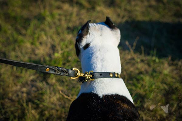 Pitbull black leather collar of classic design with studs set in row for perfect control