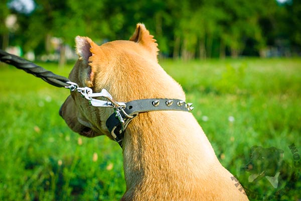 Pitbull black leather collar of classic design with spikes set in row for daily walks