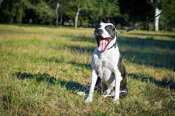 Pitbull black leather collar with non-corrosive hardware for basic training