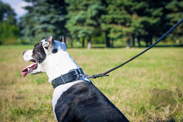 Pitbull black leather collar of lightweight material with d-ring for leash attachment for walking