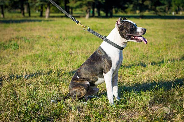 Pitbull black leather collar of high quality with brass plated hardware for quality control