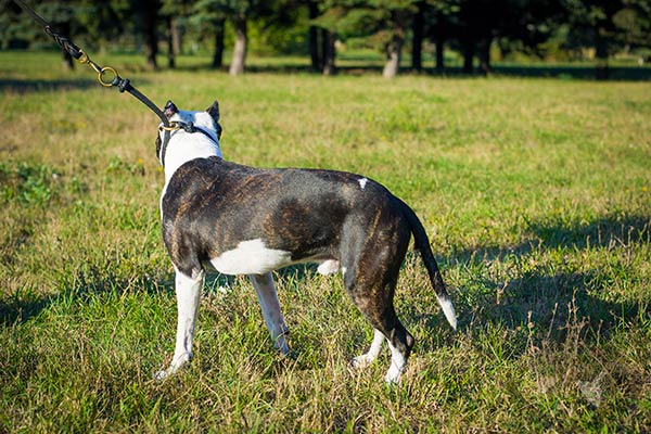 Pitbull black leather collar with reliable fittings for basic training