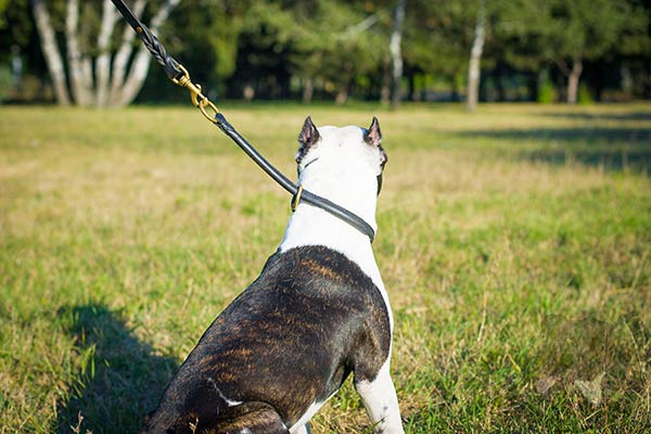 Pitbull black leather collar of genuine materials with brass plated hardware for basic training