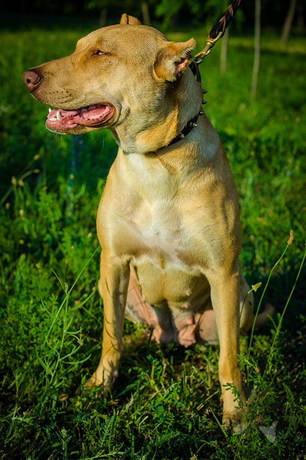 Pitbull brown leather collar of high quality with traditional buckle for better comfort