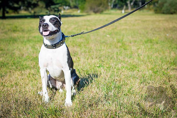 Pitbull black leather collar of high quality adorned with studs and plates for better comfort