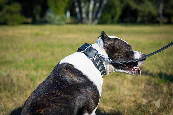 Pitbull black leather collar with rust-proof hardware for perfect control