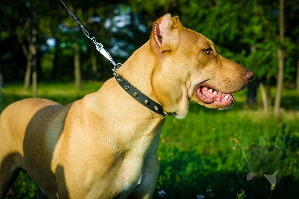 Pitbull black leather collar of high quality with d-ring for leash attachment for perfect control