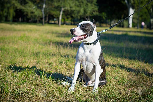 Pitbull black leather collar with rust-resistant fittings for improved control