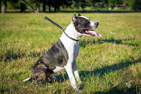Pitbull black leather collar with rustless brass plated hardware for utmost comfort