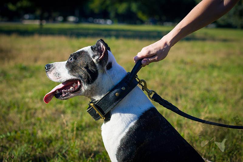 Leather collar Flamingo Patti brown - Collars for dogs - Electric-Collars .com