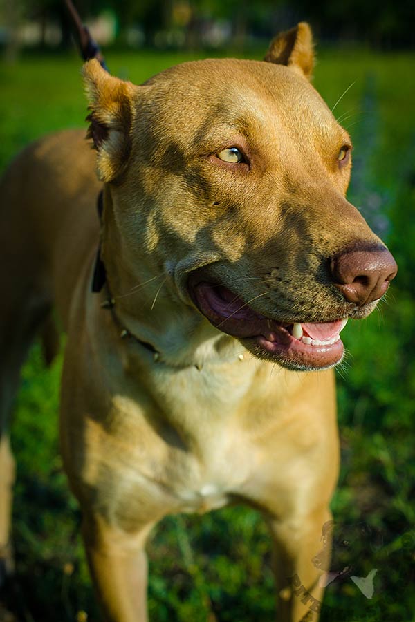 Pitbull brown leather collar of genuine materials decorated with spikes for stylish walks