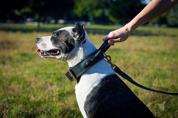 Pitbull black leather collar with duly riveted hardware for utmost comfort