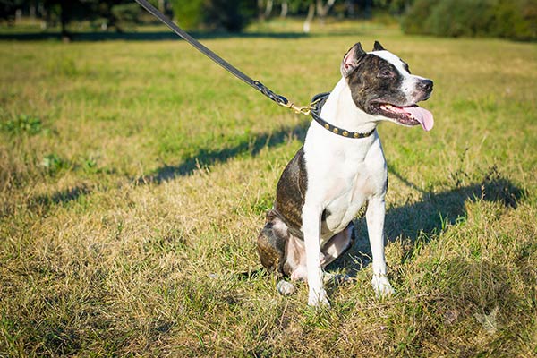 Pitbull black leather collar with strong hardware for daily walks