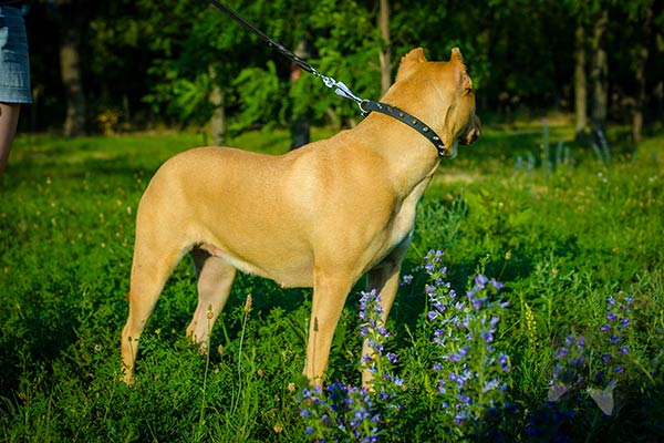 Pitbull black leather collar with durable hardware for improved control