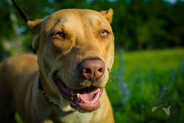 Pitbull brown leather collar with corrosion resistant fittings for pulling activity