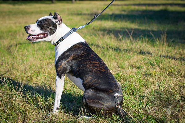 Pitbull black leather collar of lightweight material with studs for walking