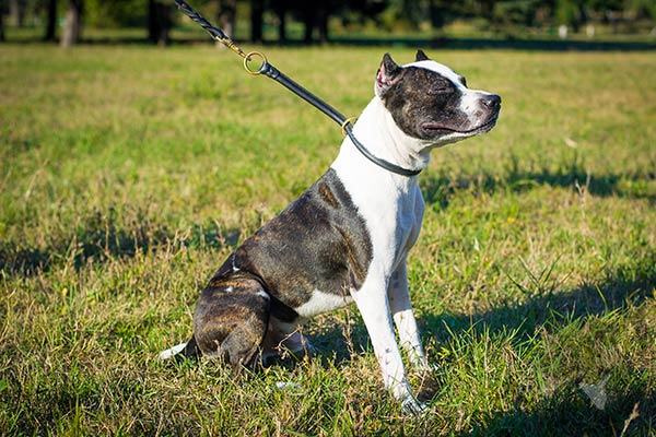 Pitbull black leather collar with durable fittings for pulling activity