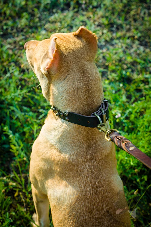 Pitbull brown leather collar with corrosion resistant brass plated hardware for daily activity