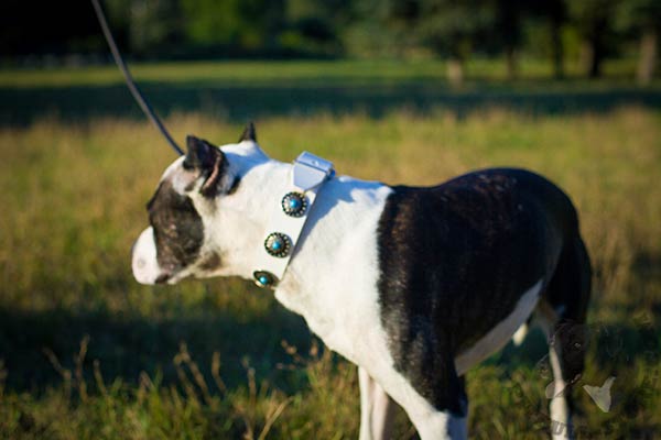 Pitbull white leather collar of high quality with traditional buckle for any activity