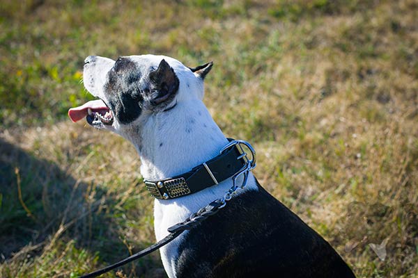 Pitbull black leather collar with rustless hardware for any activity