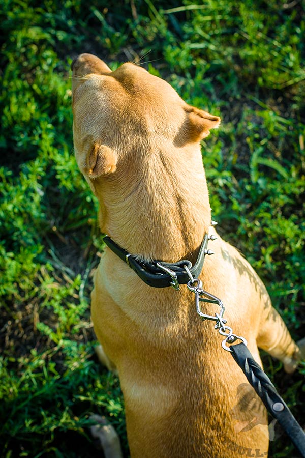 Pitbull black leather collar with corrosion resistant nickel plated fittings for daily activity