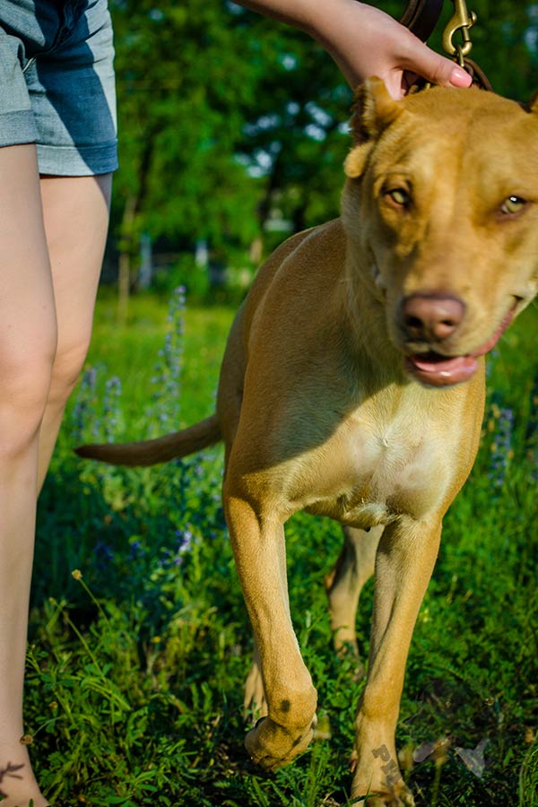 Pitbull brown leather collar with corrosion resistant brass plated hardware for quality control