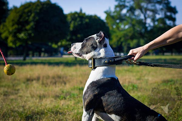 Pitbull black leather collar with non-corrosive fittings for perfect control