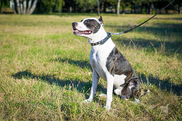 Pitbull black leather collar with non-corrosive nickel plated fittings for daily activity
