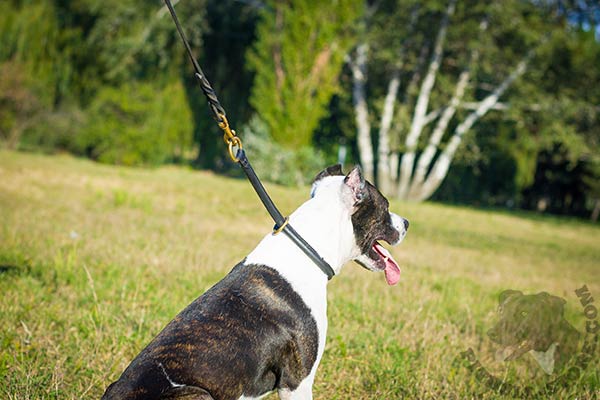 Pitbull black leather collar with durable fittings for daily walks
