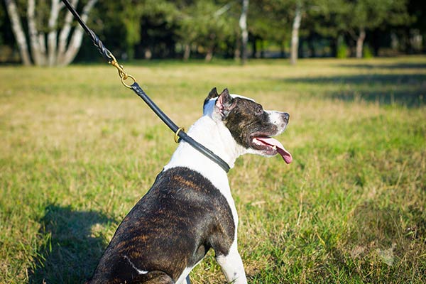 Pitbull black leather collar with rust-resistant fittings for daily activity