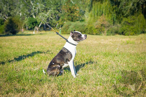 Pitbull black leather collar with rustless hardware for perfect control