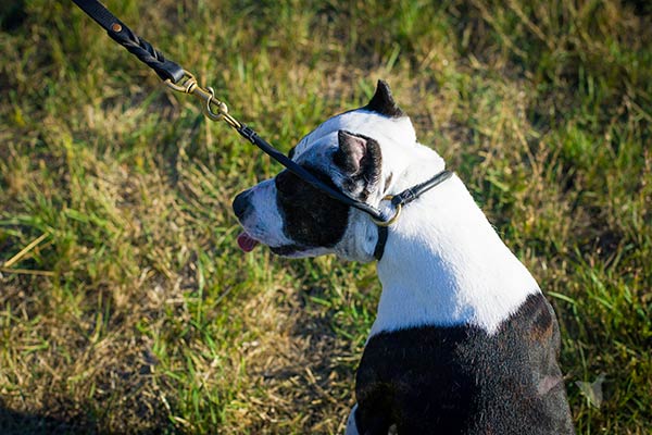 Pitbull black leather collar of lightweight material with brass plated fittings for walking