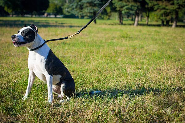 Pitbull black leather collar with strong fittings for improved control