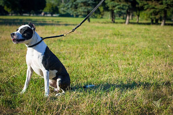 Pitbull black leather collar with strong fittings for improved control