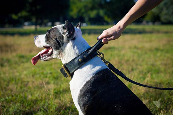 Pitbull black leather collar of genuine materials with handle for daily activity