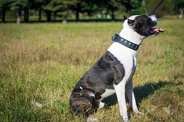 Pitbull black leather collar of high quality decorated with plates for walking