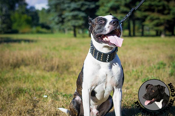 Durable leather Pitbull collar