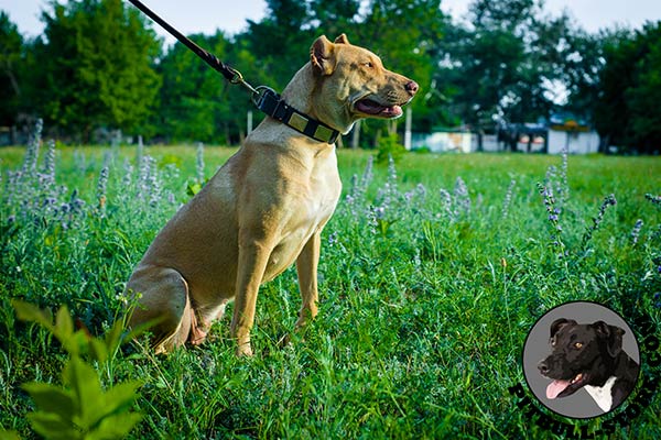 5-ways adjustable Pitbull collar