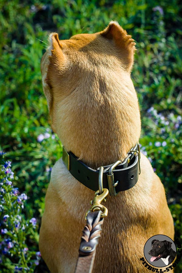 Non-corrosive hardware on Pitbull dog collar