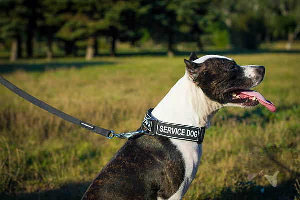 Pitbull nylon collar of classic design with quick release buckle for quality control