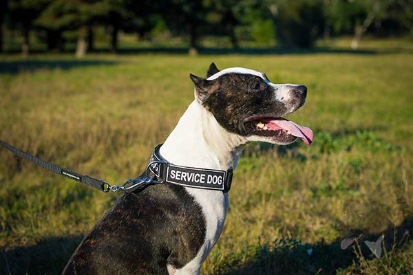 Pitbull nylon collar with corrosion resistant fittings for better comfort