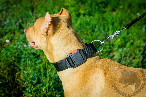 Pitbull nylon collar of high quality with quick release buckle for improved control