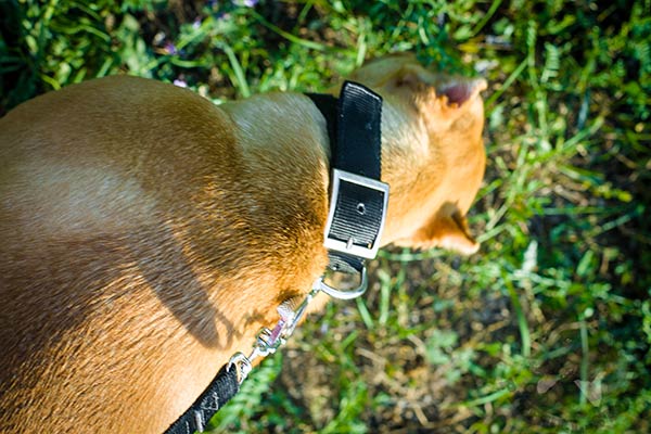 Pitbull nylon collar of lightweight material with d-ring for leash attachment for any activity